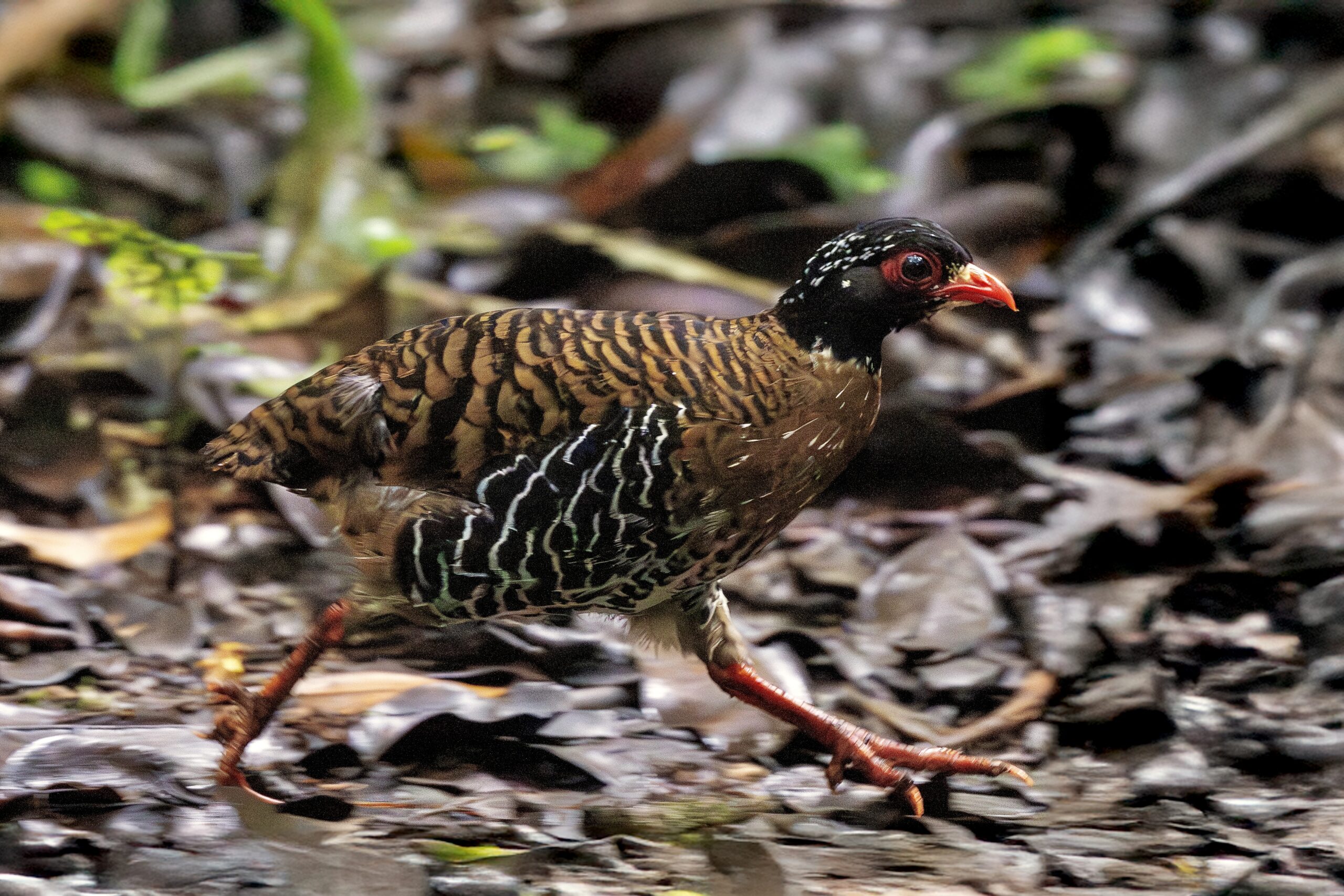 Red-billed Partridge (image by Paul Ellis)