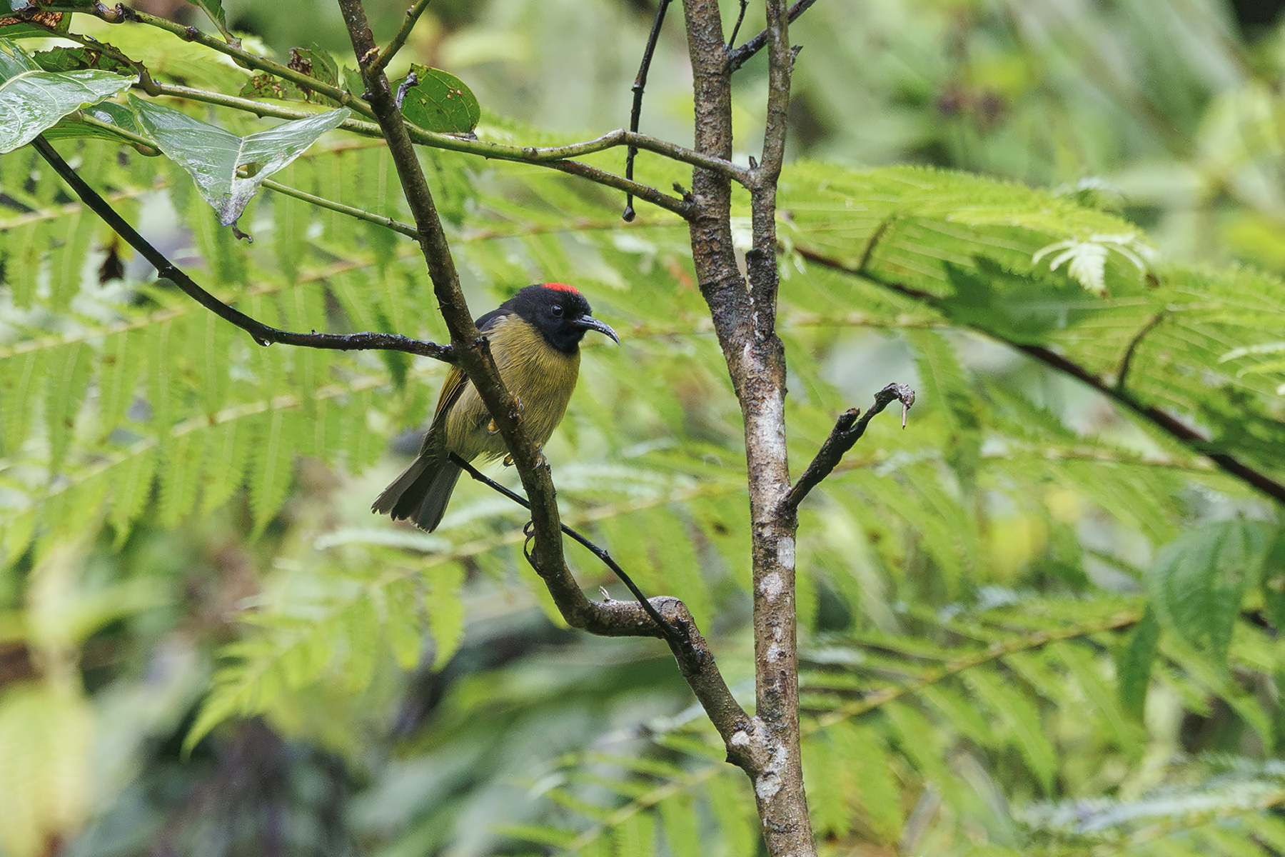 Red-capped Myzomela (image by Dáni Balla)