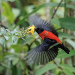 Red-collared Myzomela (image by Dáni Balla)