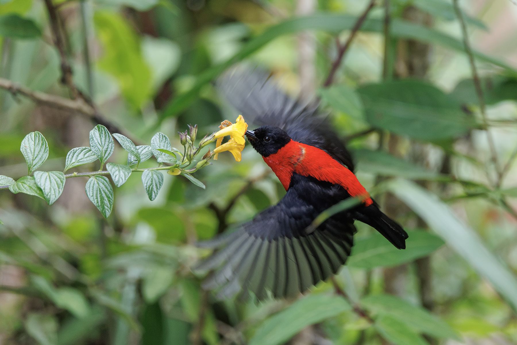 Red-collared Myzomela (image by Dáni Balla)