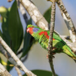 Red-flanked Lorikeet (image by Dáni Balla)