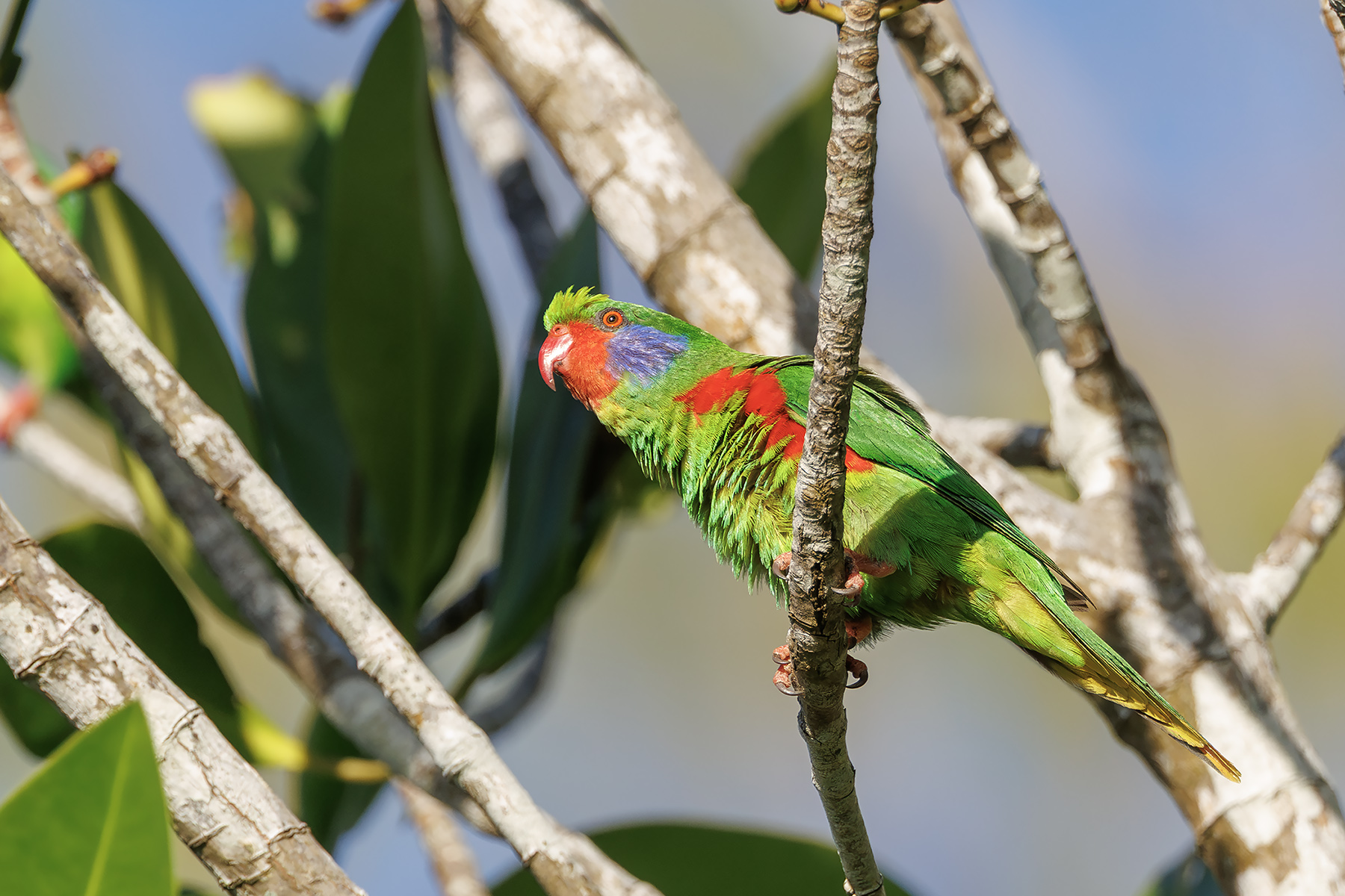 Red-flanked Lorikeet (image by Dáni Balla)
