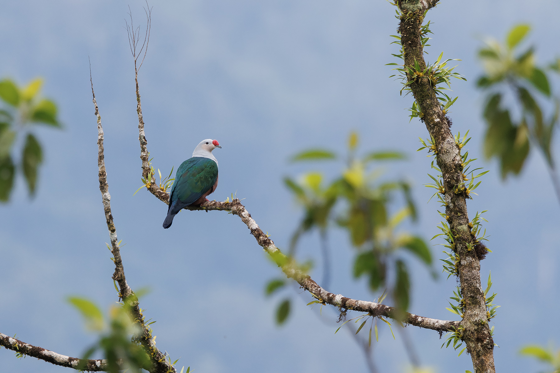 Red-knobbed Imperial Pigeon (image by Dáni Balla)
