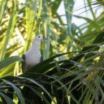 Red-knobbed Imperial Pigeon (image by Dáni Balla)