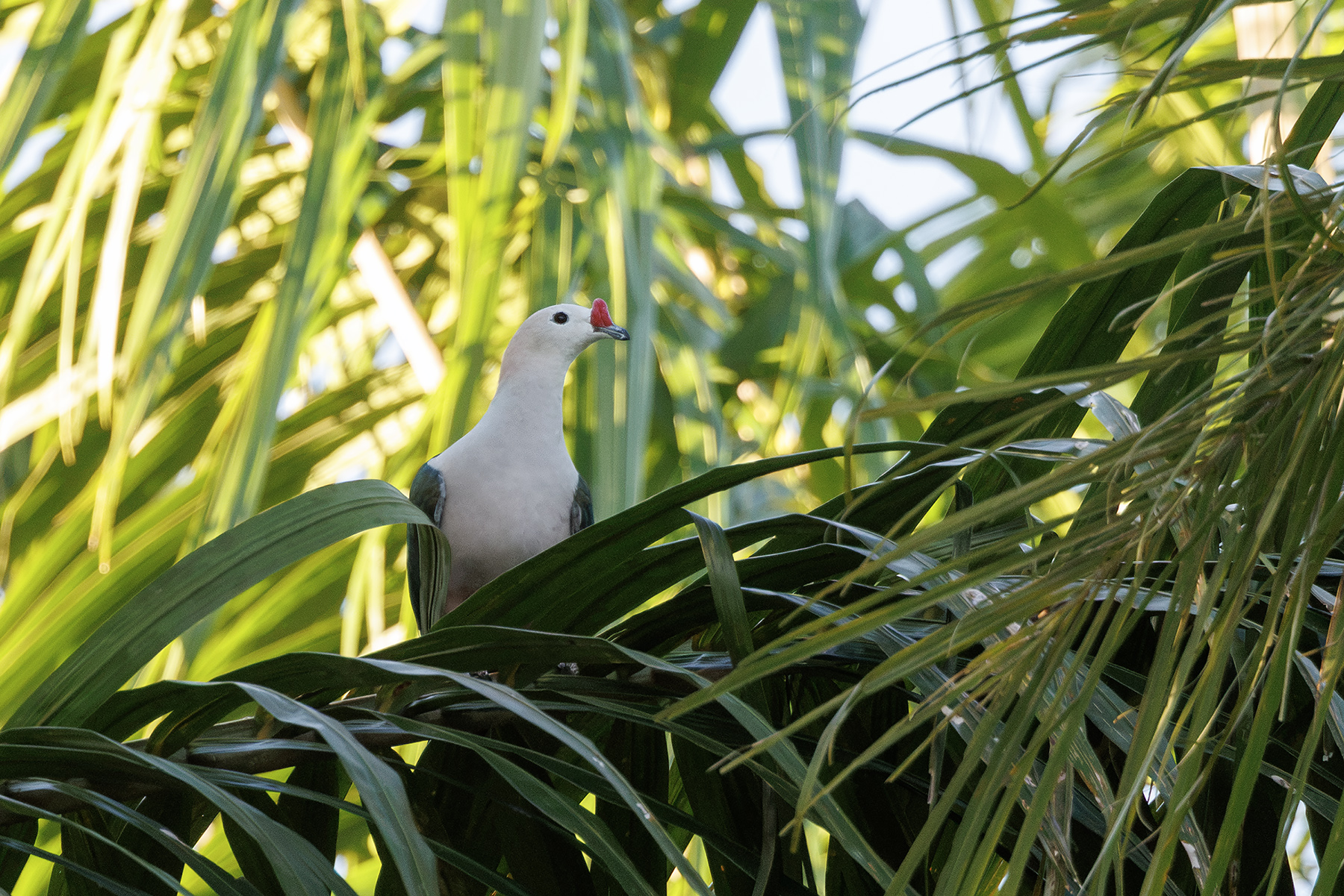 Red-knobbed Imperial Pigeon (image by Dáni Balla)