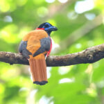 Red-naped Trogon (image by János Oláh)