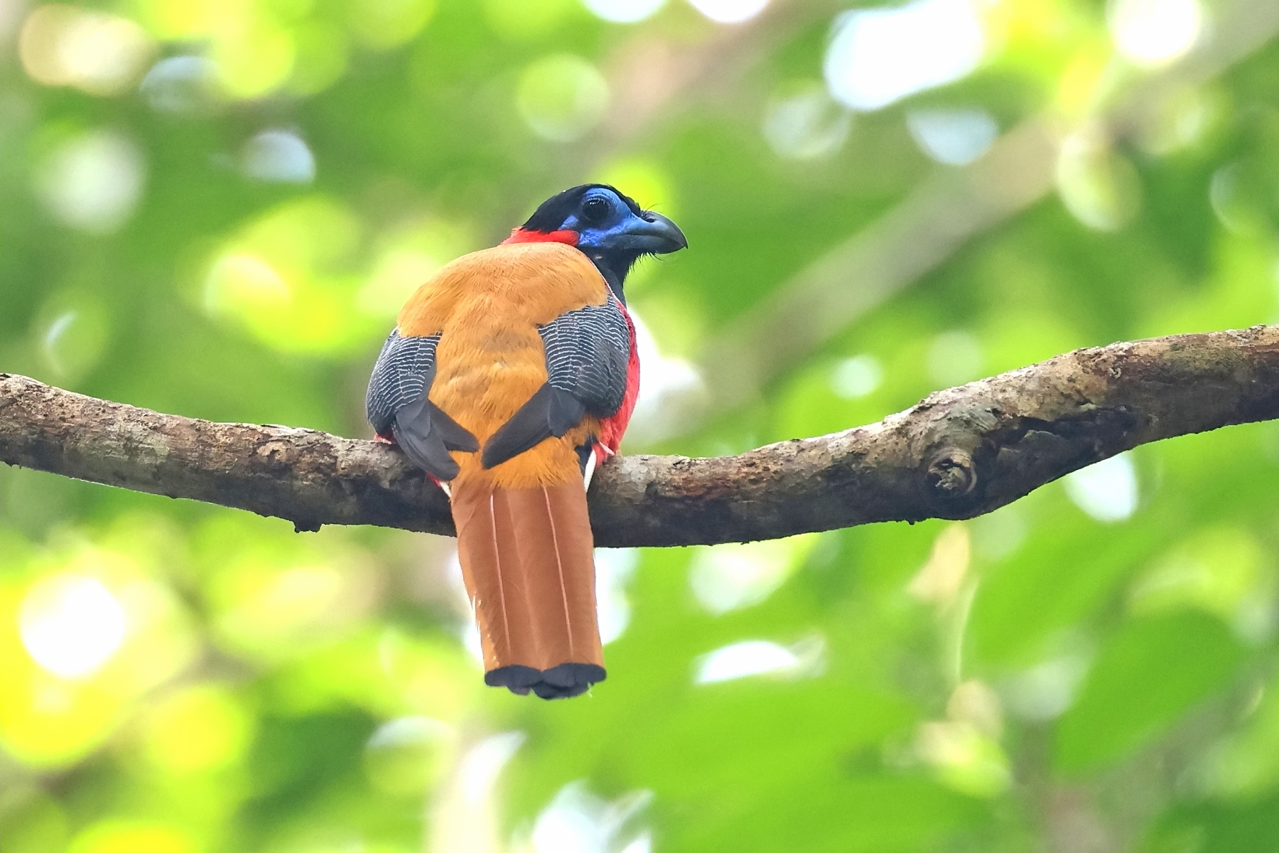 Red-naped Trogon (image by János Oláh)