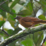 Red-tailed Ant Thrush (image by Mark Van Beirs)