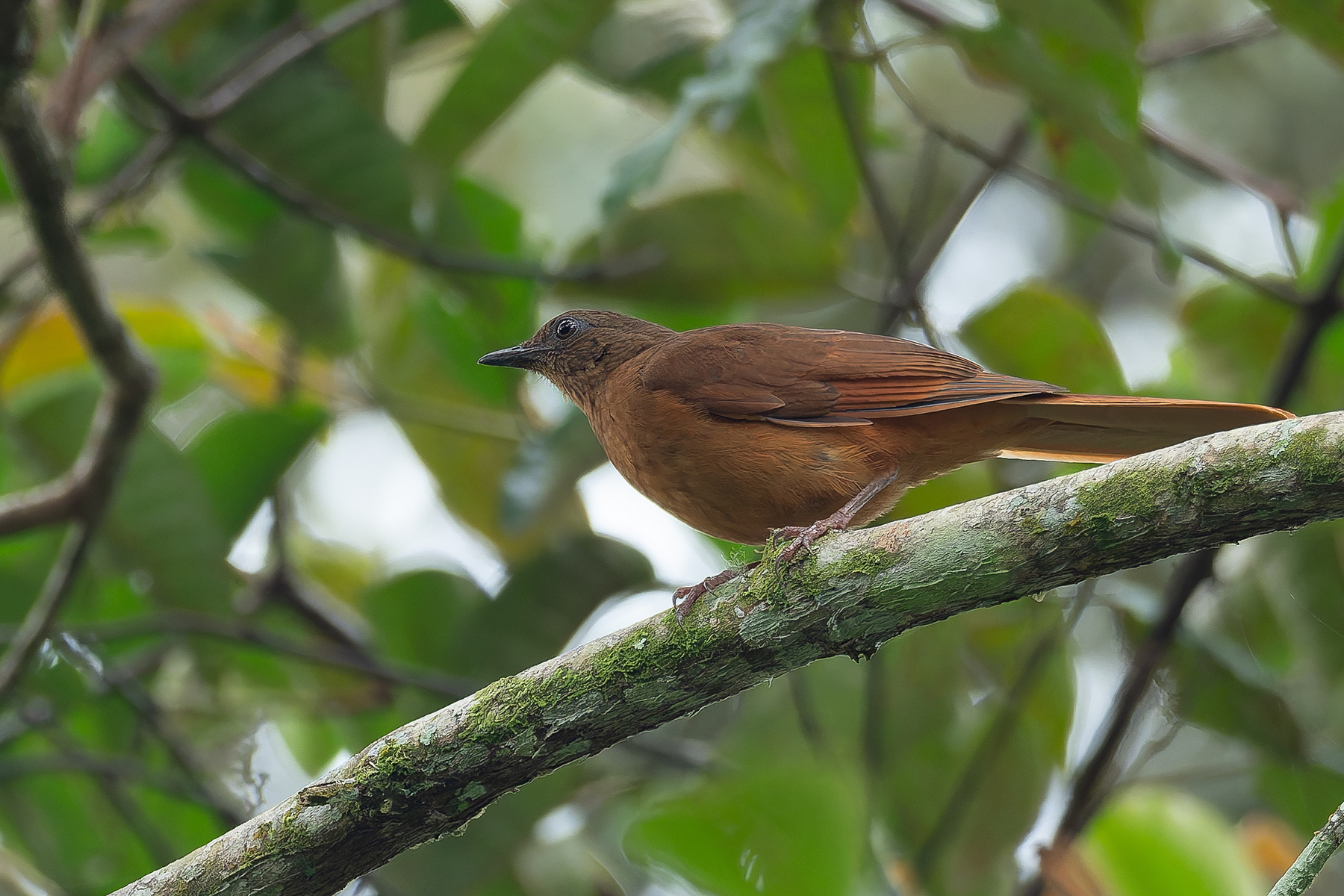 Red-tailed Ant Thrush (image by Mark Van Beirs)