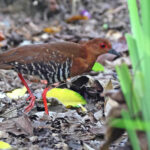 Red-legged Crake (image by János Oláh)