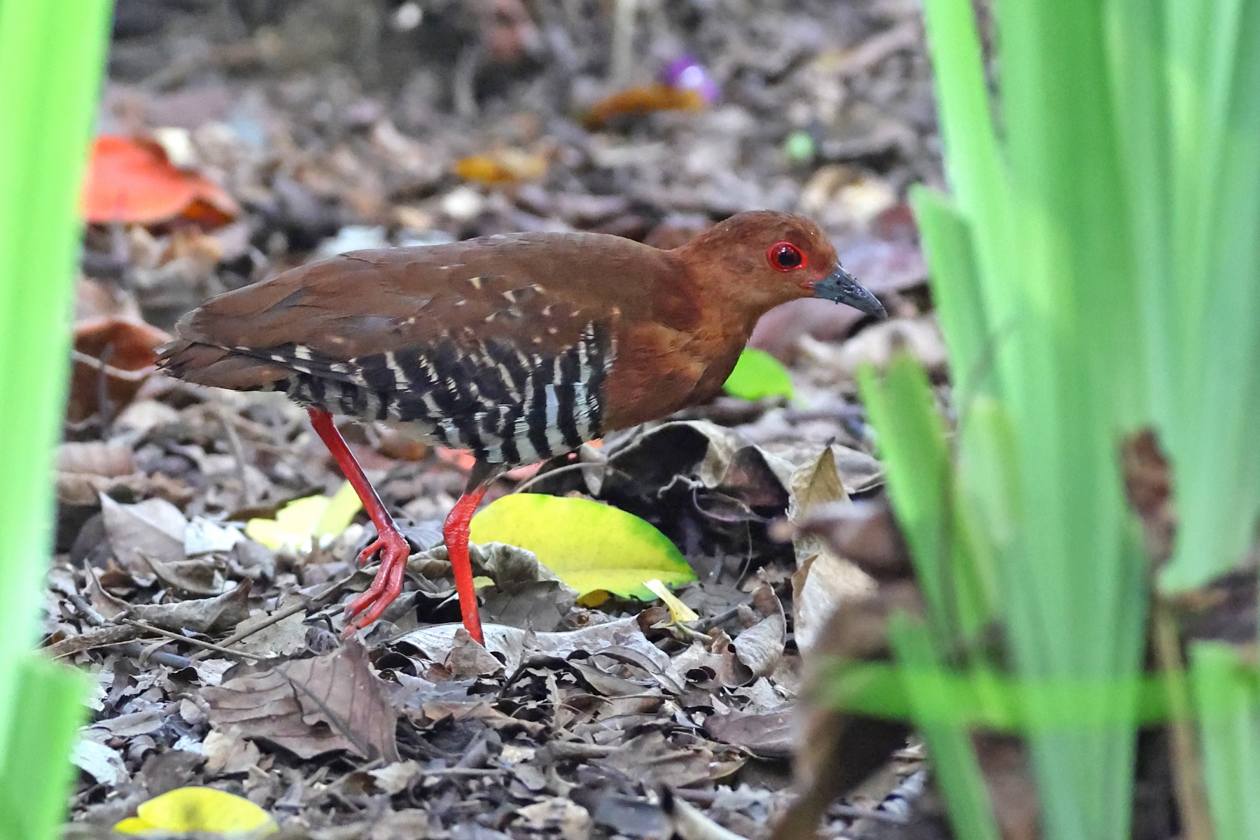 Red-legged Crake (image by János Oláh)