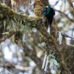 Ribbon-tailed Astrapia (image by Dáni Balla)