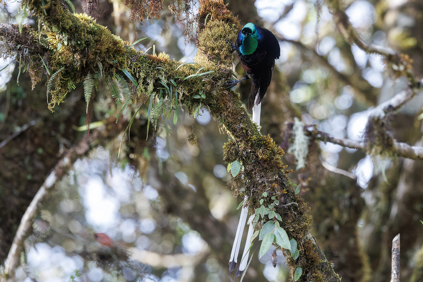 Ribbon-tailed Astrapia (image by Dáni Balla)