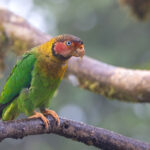 Rose-faced Parrot (image by Daniel Branch)