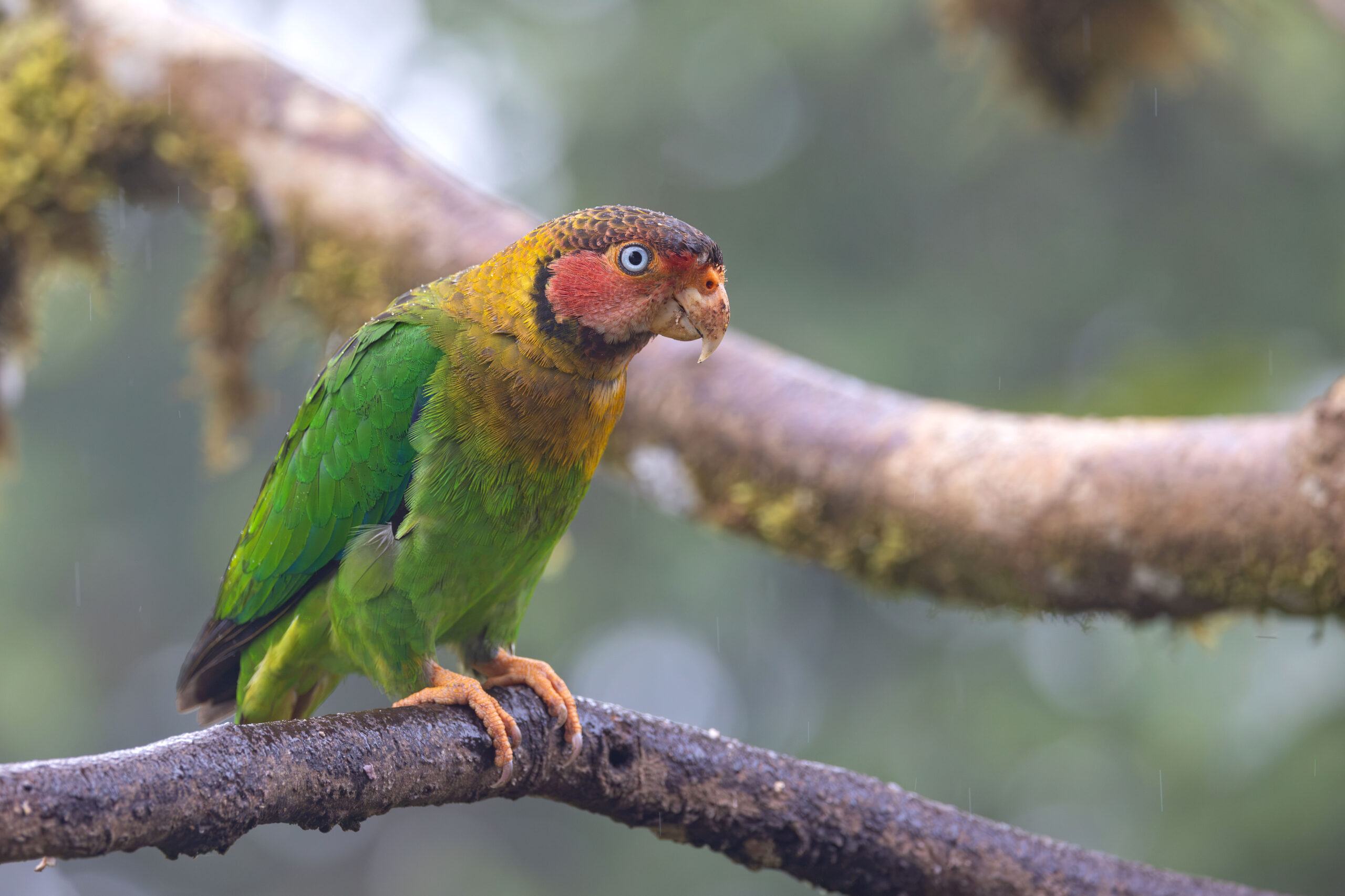 Rose-faced Parrot (image by Daniel Branch)