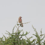 Rosy-patched Bushshrike (image by Edward Paxton)