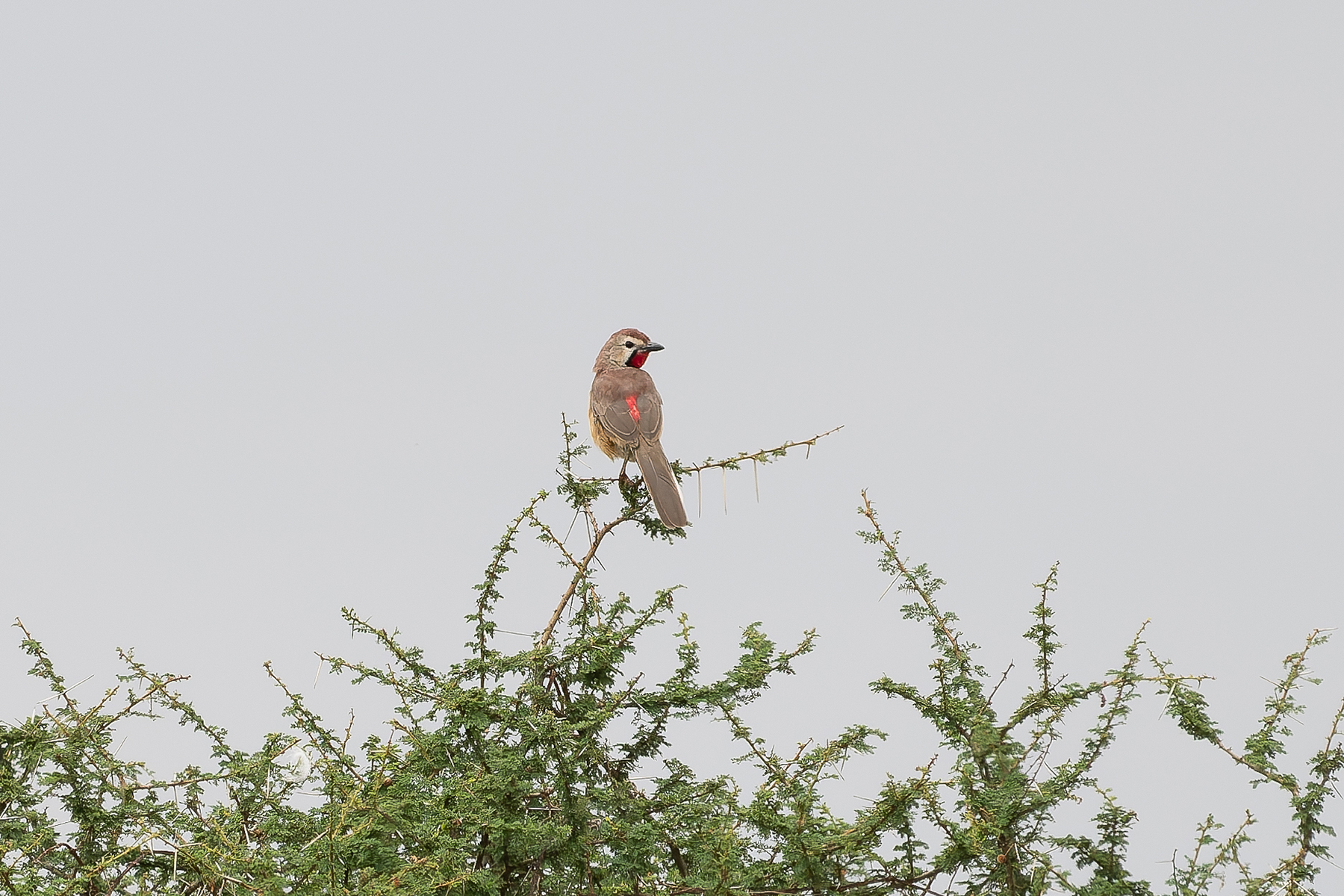 Rosy-patched Bushshrike (image by Edward Paxton)