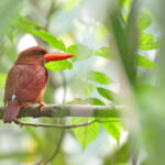 Ruddy Kingfisher (image by János Oláh)