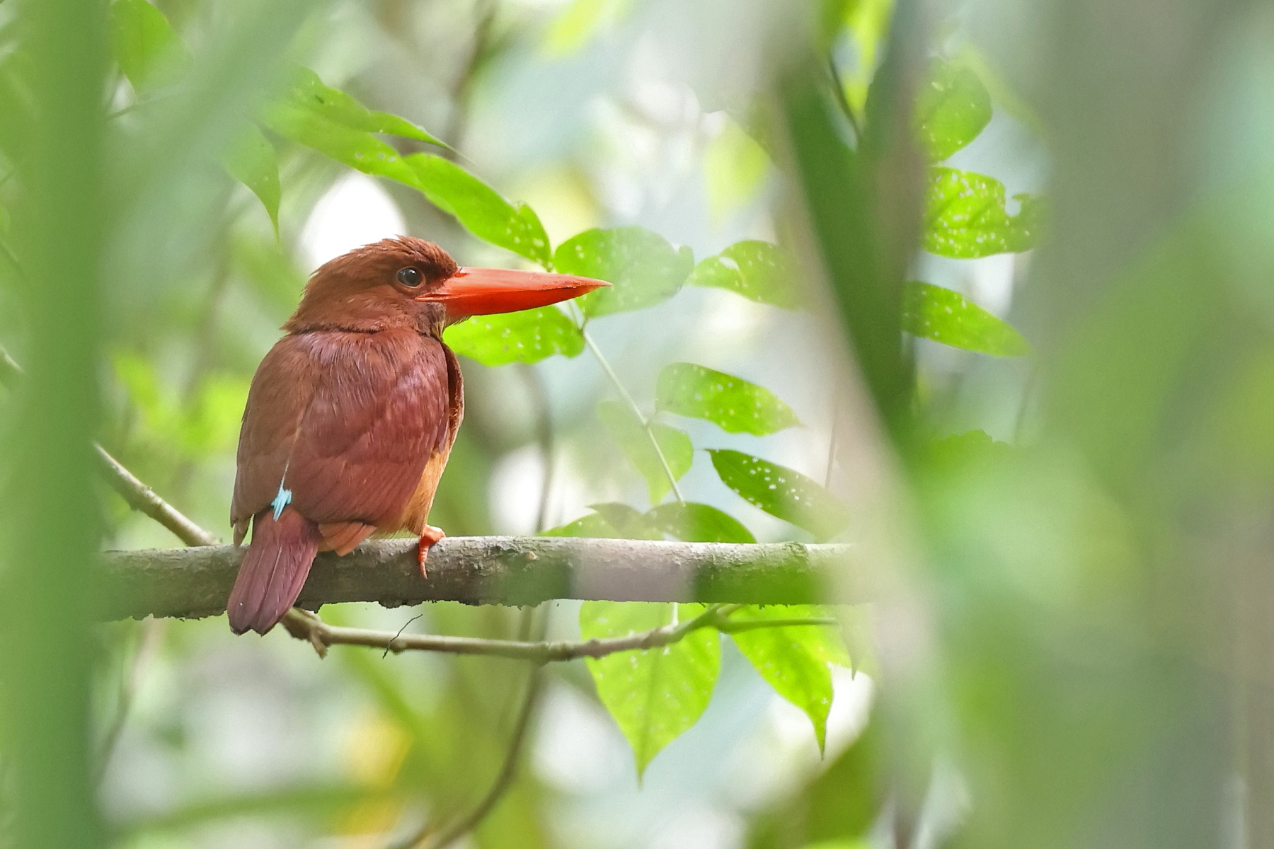 Ruddy Kingfisher (image by János Oláh)