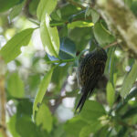 Rufous-backed Honeyeater (image by Dáni Balla)