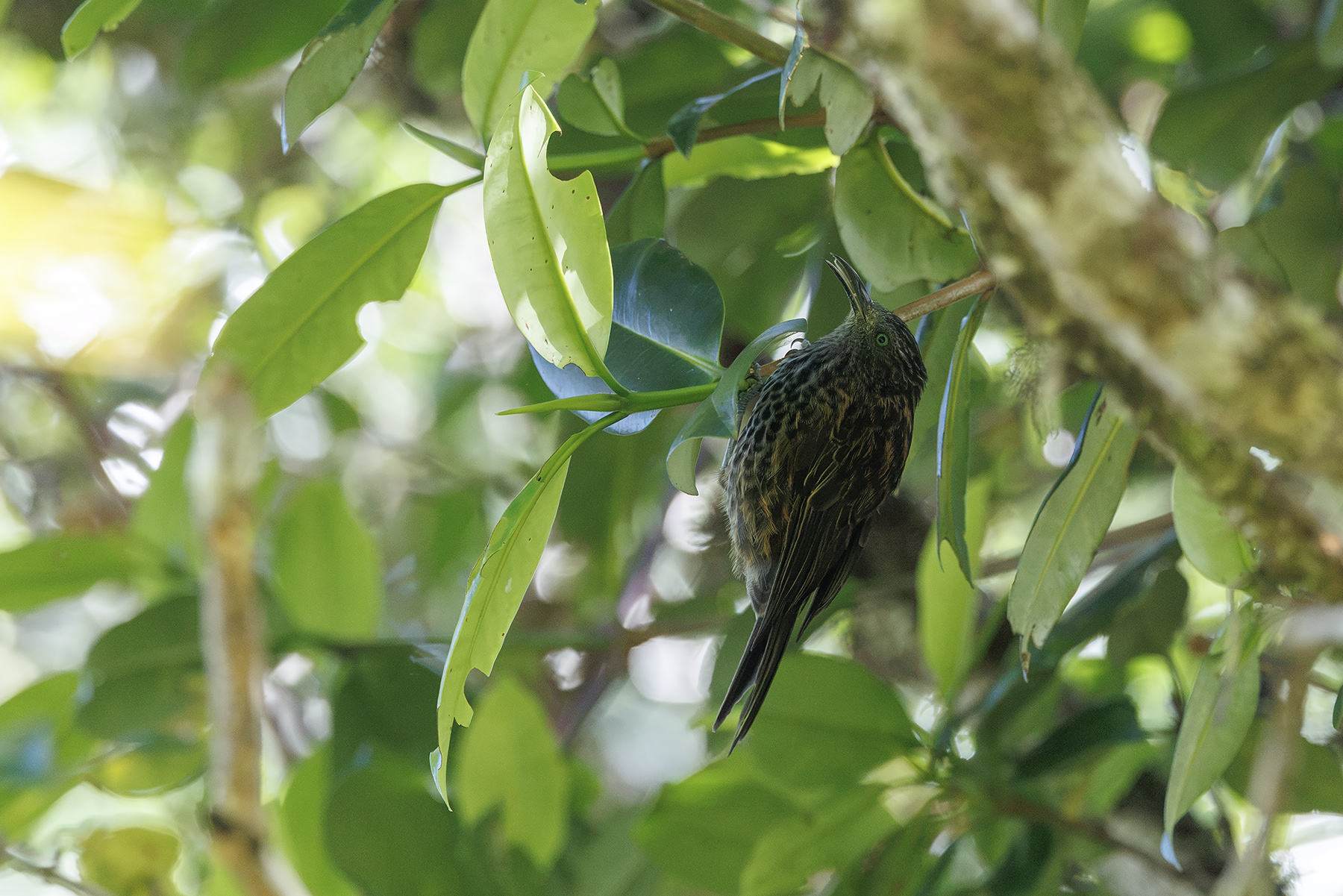Rufous-backed Honeyeater (image by Dáni Balla)