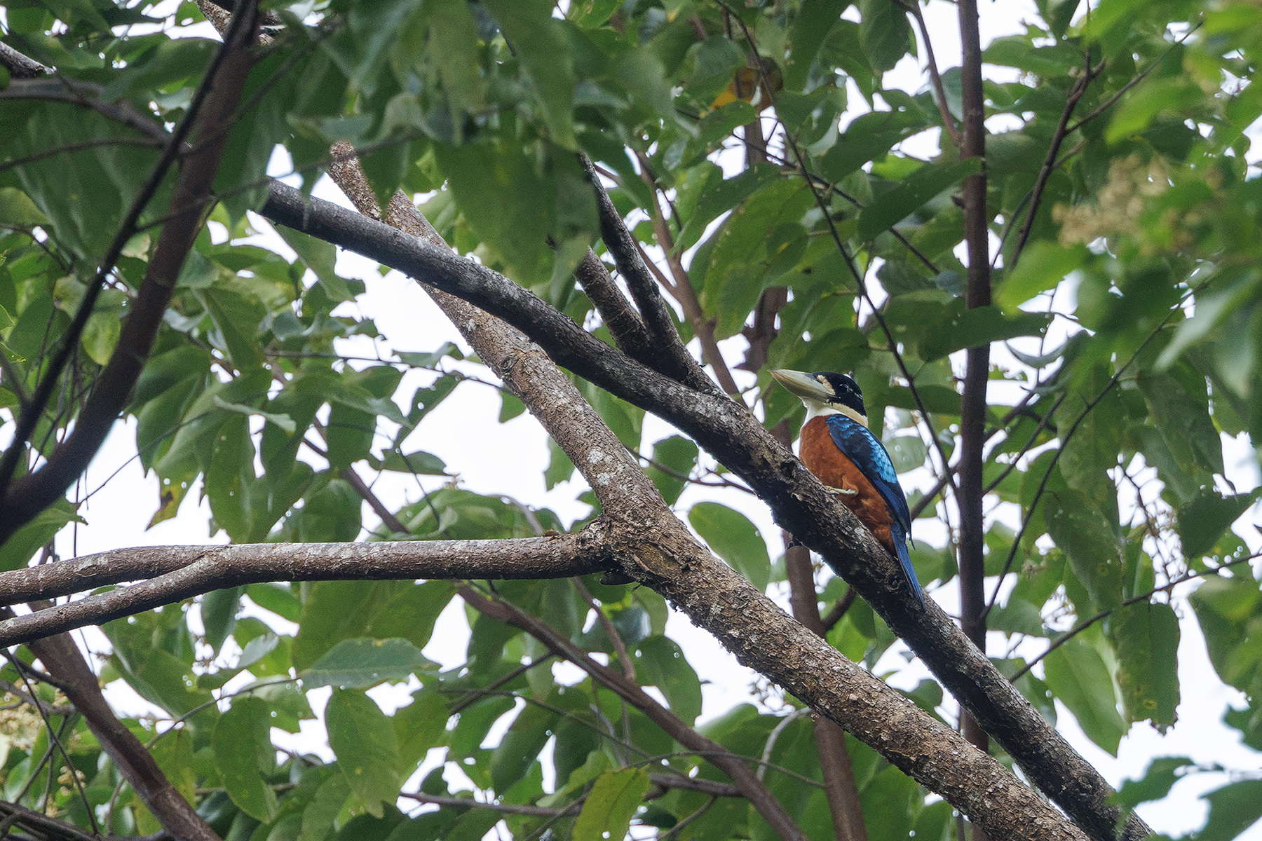 Rufous-bellied Kookaburra (image by Dáni Balla)