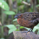 Rufous-breasted Wood Quail (image by Daniel Branch)