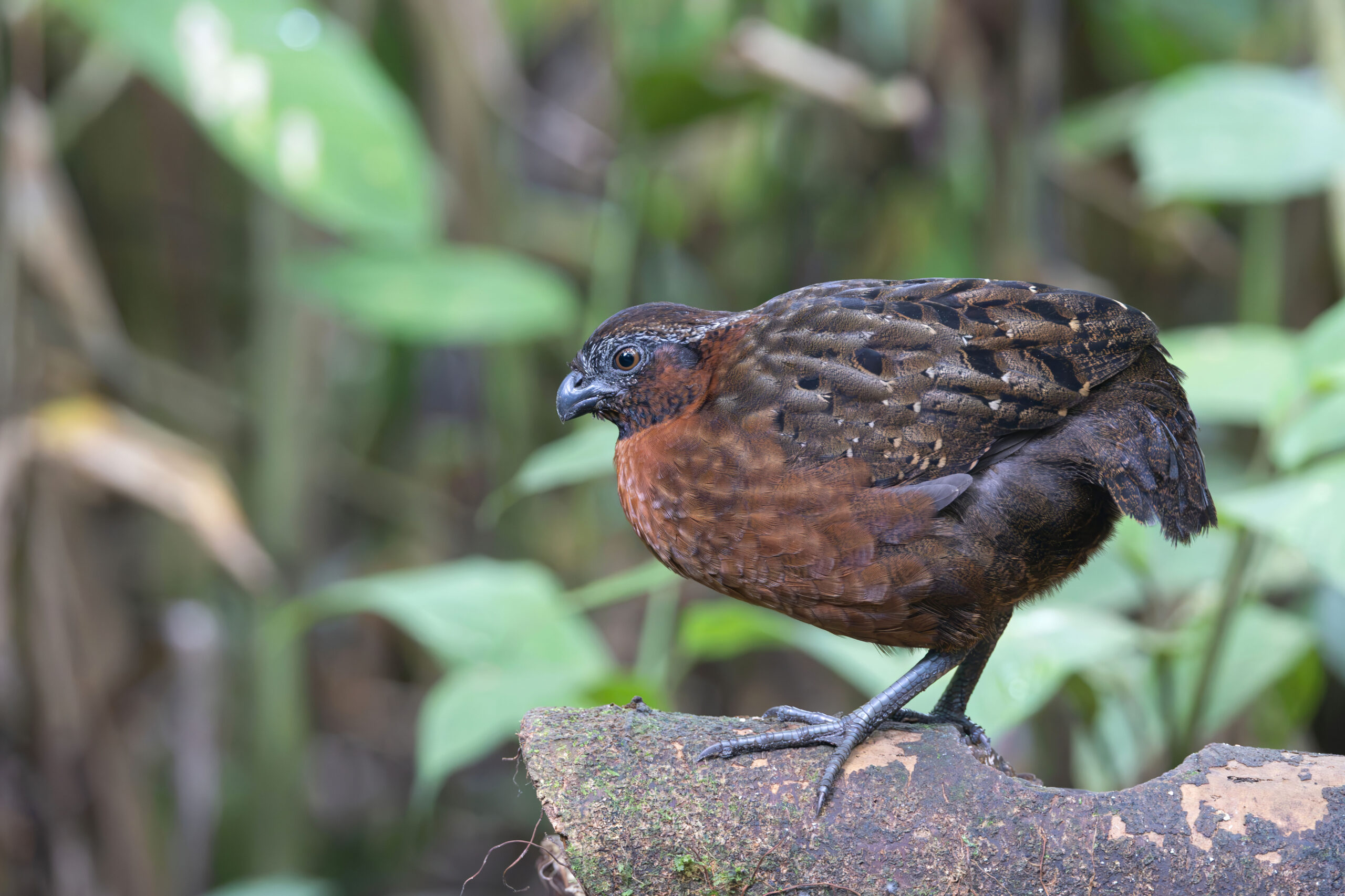 Rufous-breasted Wood Quail (image by Daniel Branch)