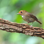 Rufous-browed Flycatcher (image by János Oláh)