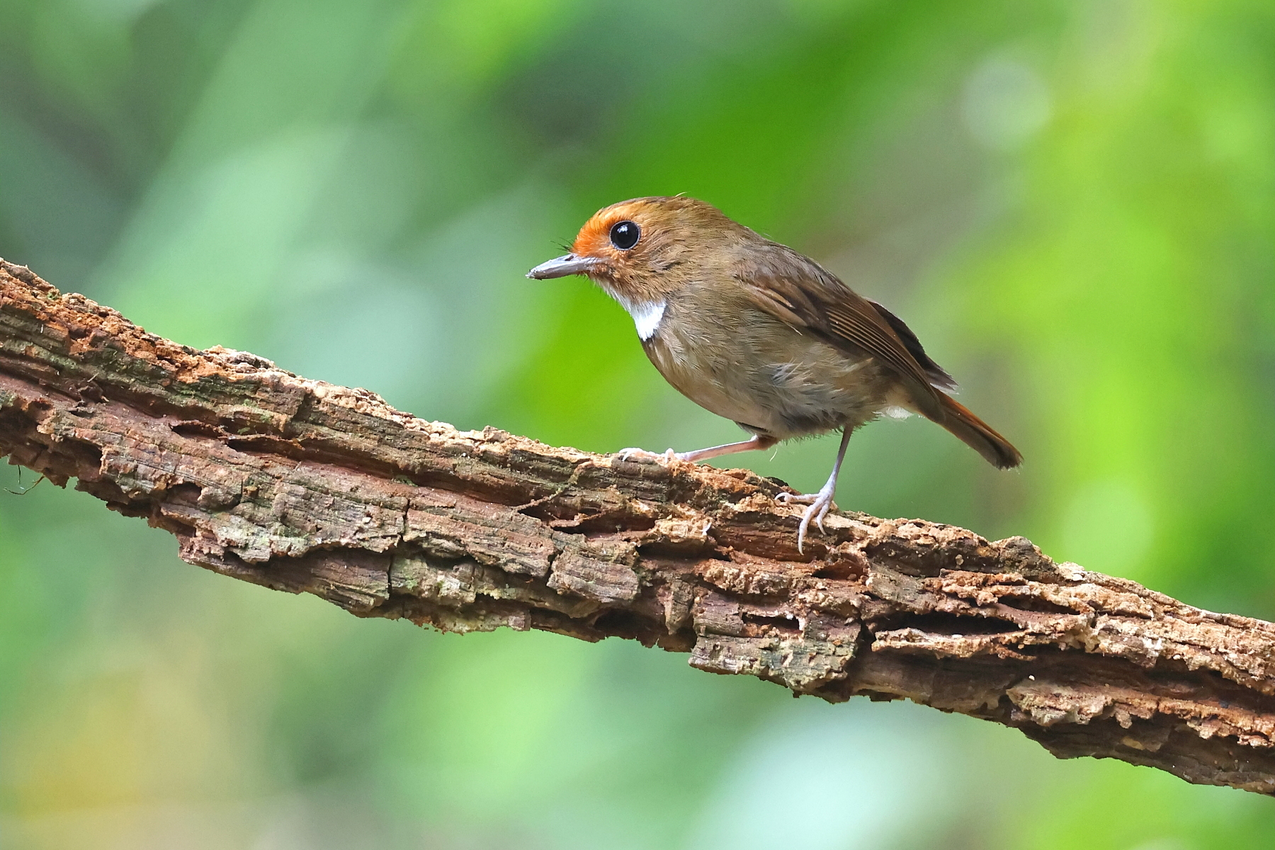 Rufous-browed Flycatcher (image by János Oláh)