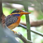 female Rufous-collared Kingfisher (image by János Oláh)
