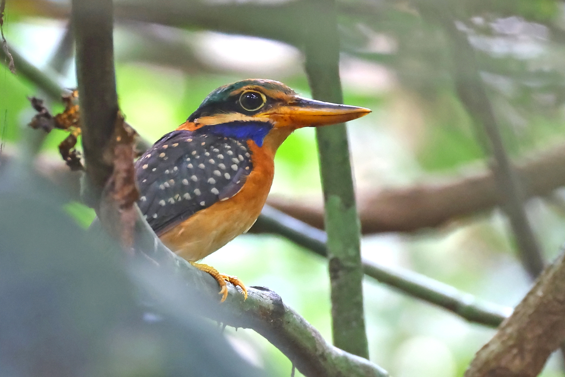 female Rufous-collared Kingfisher (image by János Oláh)