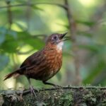 Rusty-breasted Wren-Babbler (image by Craig Robson)