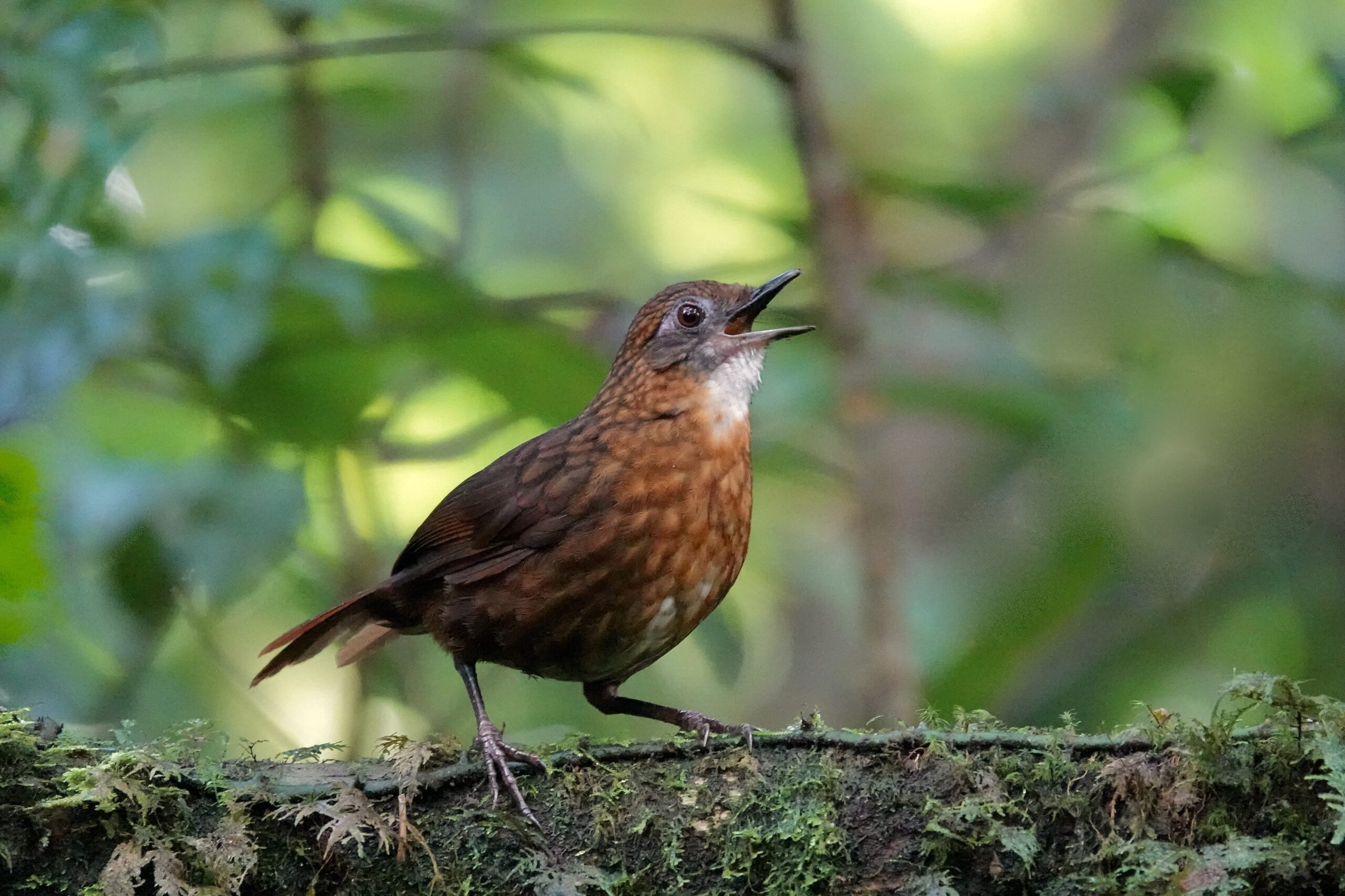Rusty-breasted Wren-Babbler (image by Craig Robson)