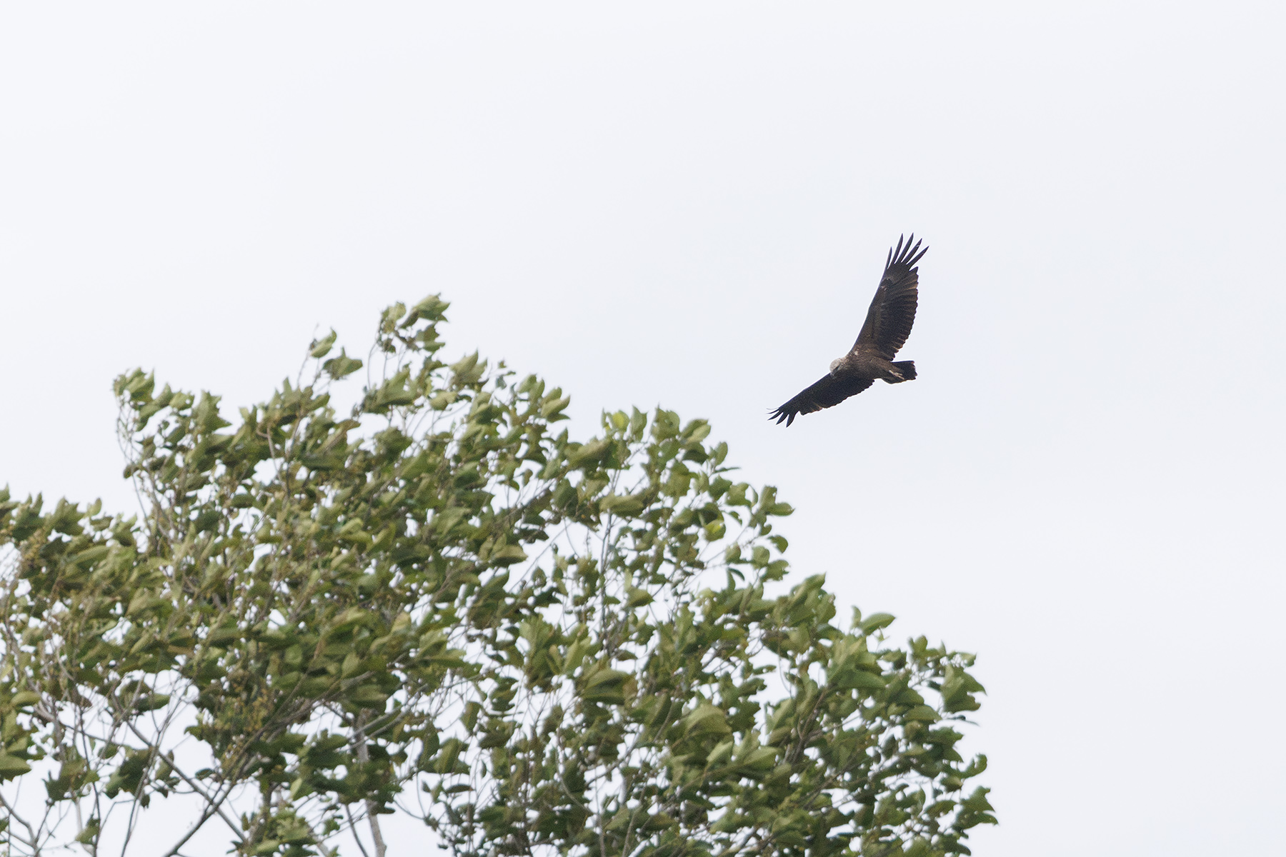 Sanford's Sea Eagle (image by Dáni Balla)