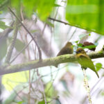 Sapayoa (image by Daniel Branch)