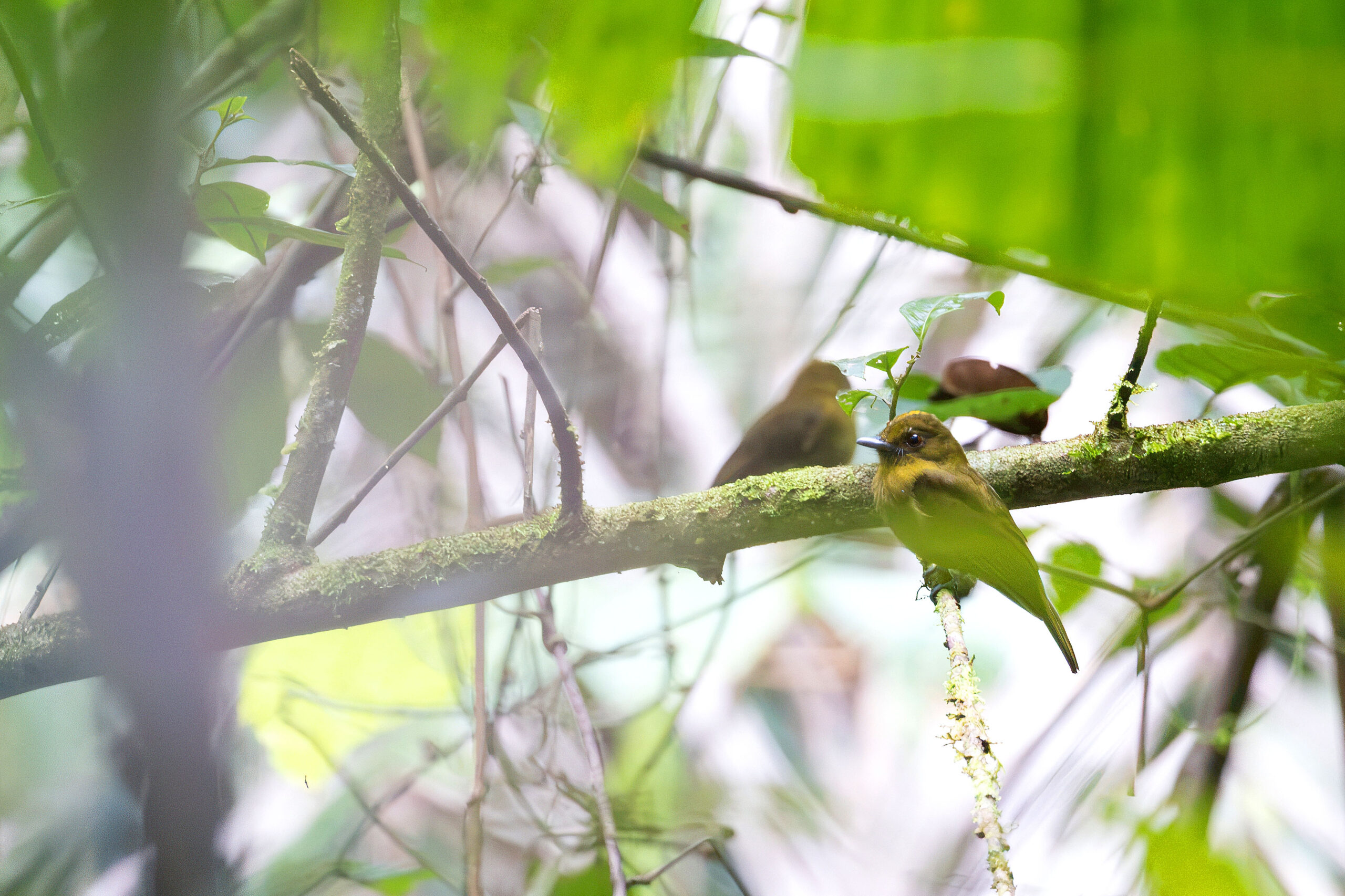 Sapayoa (image by Daniel Branch)