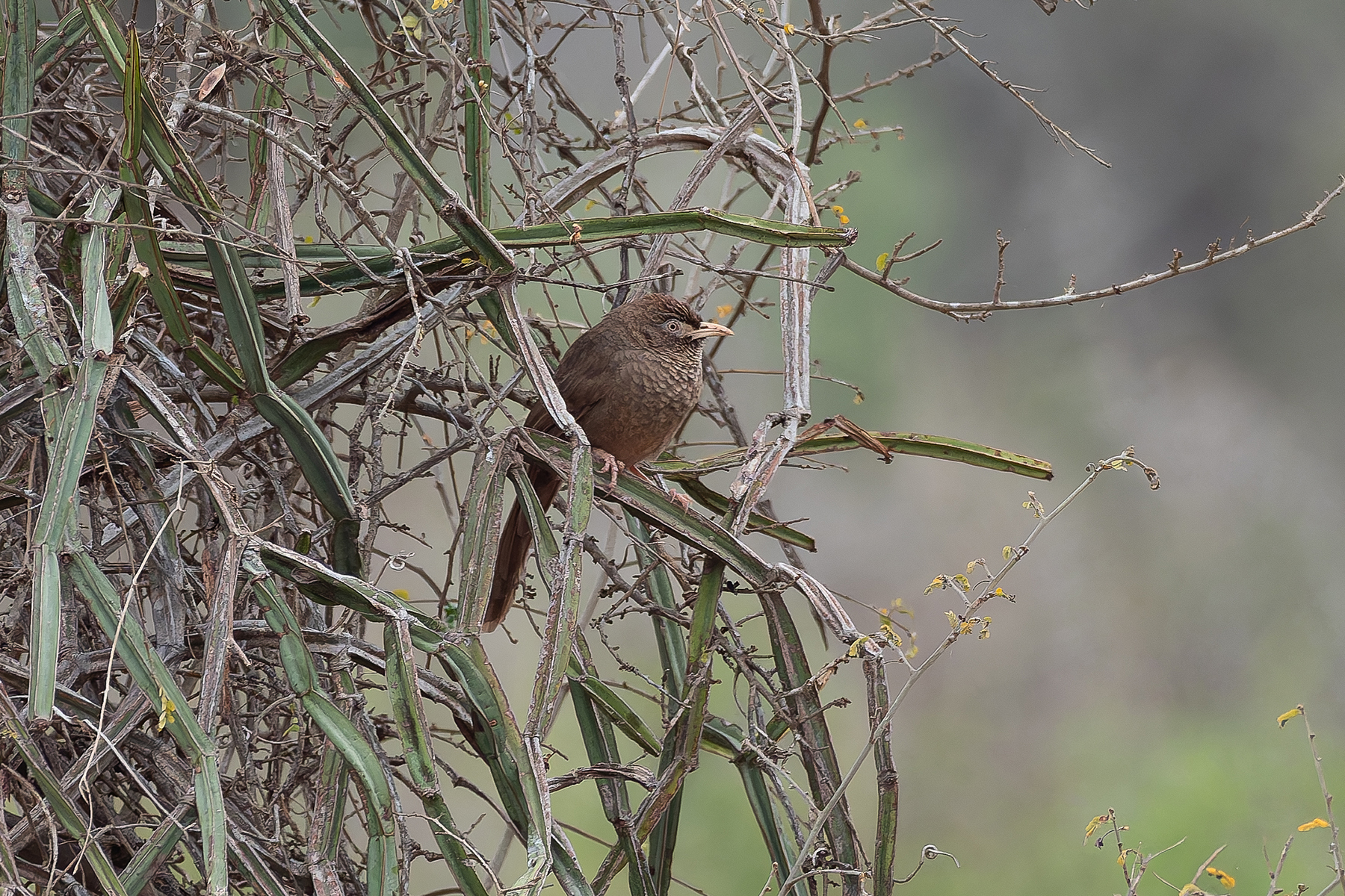 Scaly Chatterer (image by Mark Van Beirs)