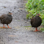 Scaly Spurfowl (image by Mark Van Beirs)