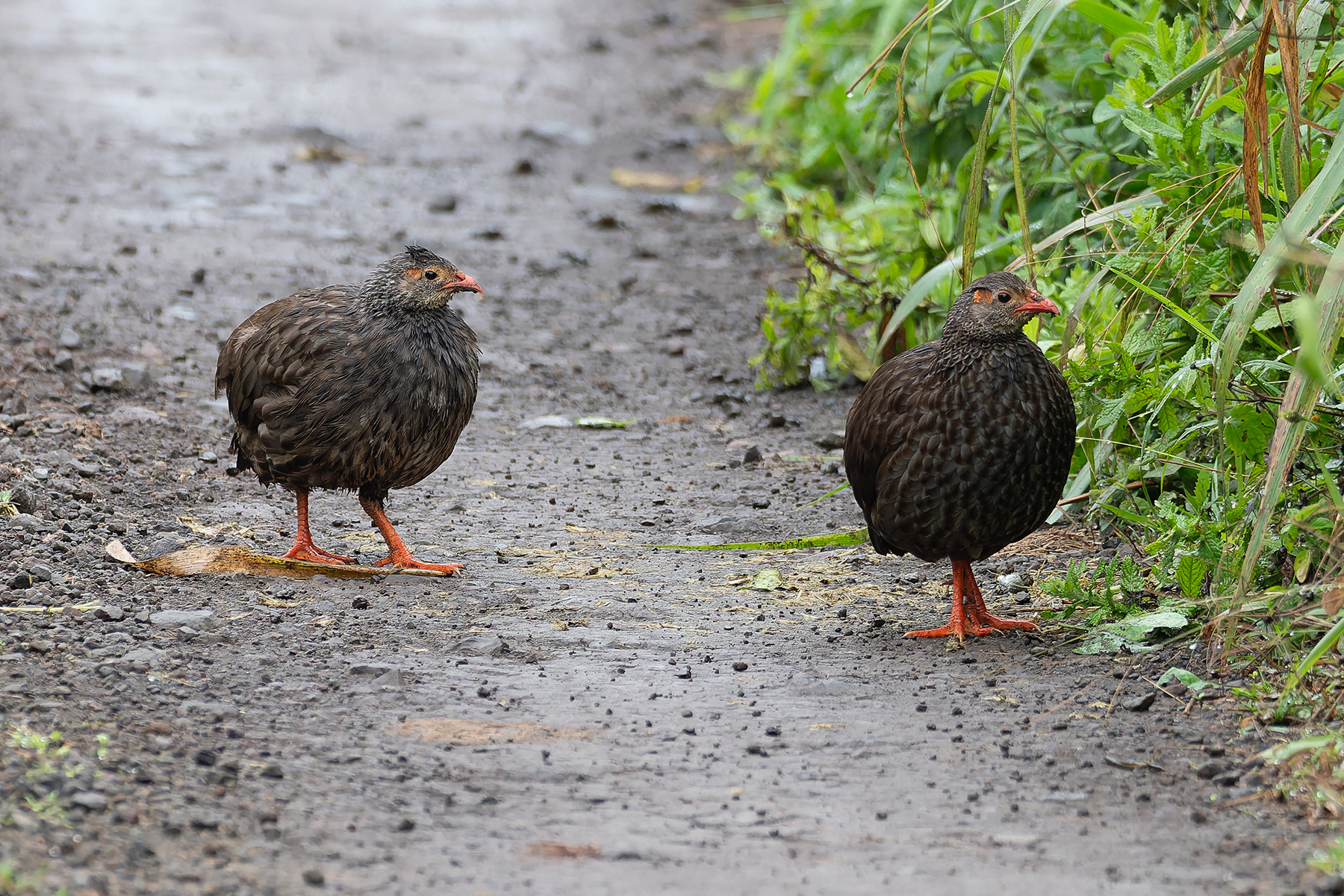 Scaly Spurfowl (image by Mark Van Beirs)