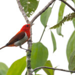 Scarlet-and-white Tanager (image by Daniel Branch)