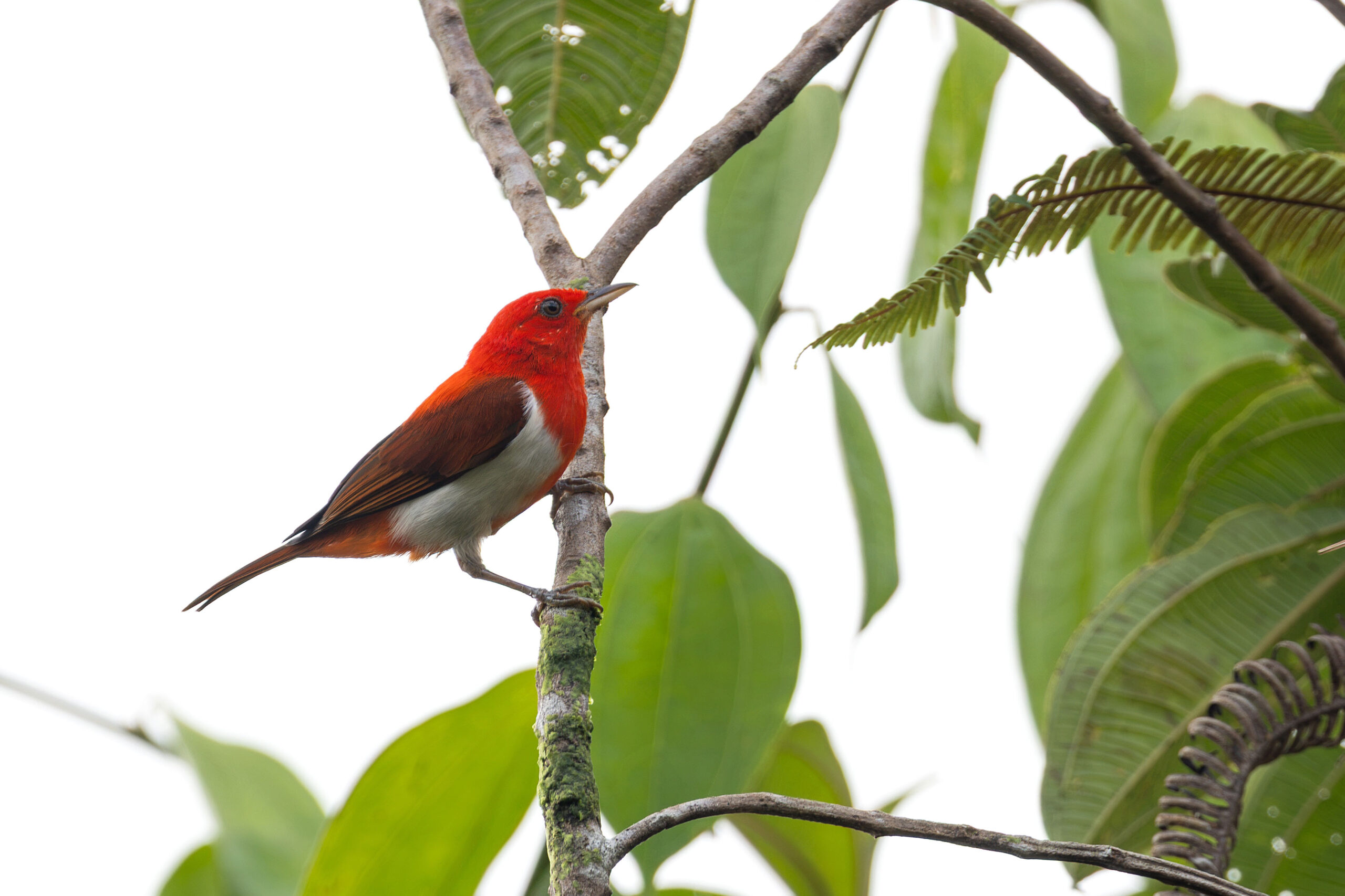 Scarlet-and-white Tanager (image by Daniel Branch)