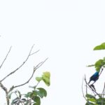 Scarlet-breasted Dacnis & male Scarlet-thighed Dacnis (image by Daniel Branch)