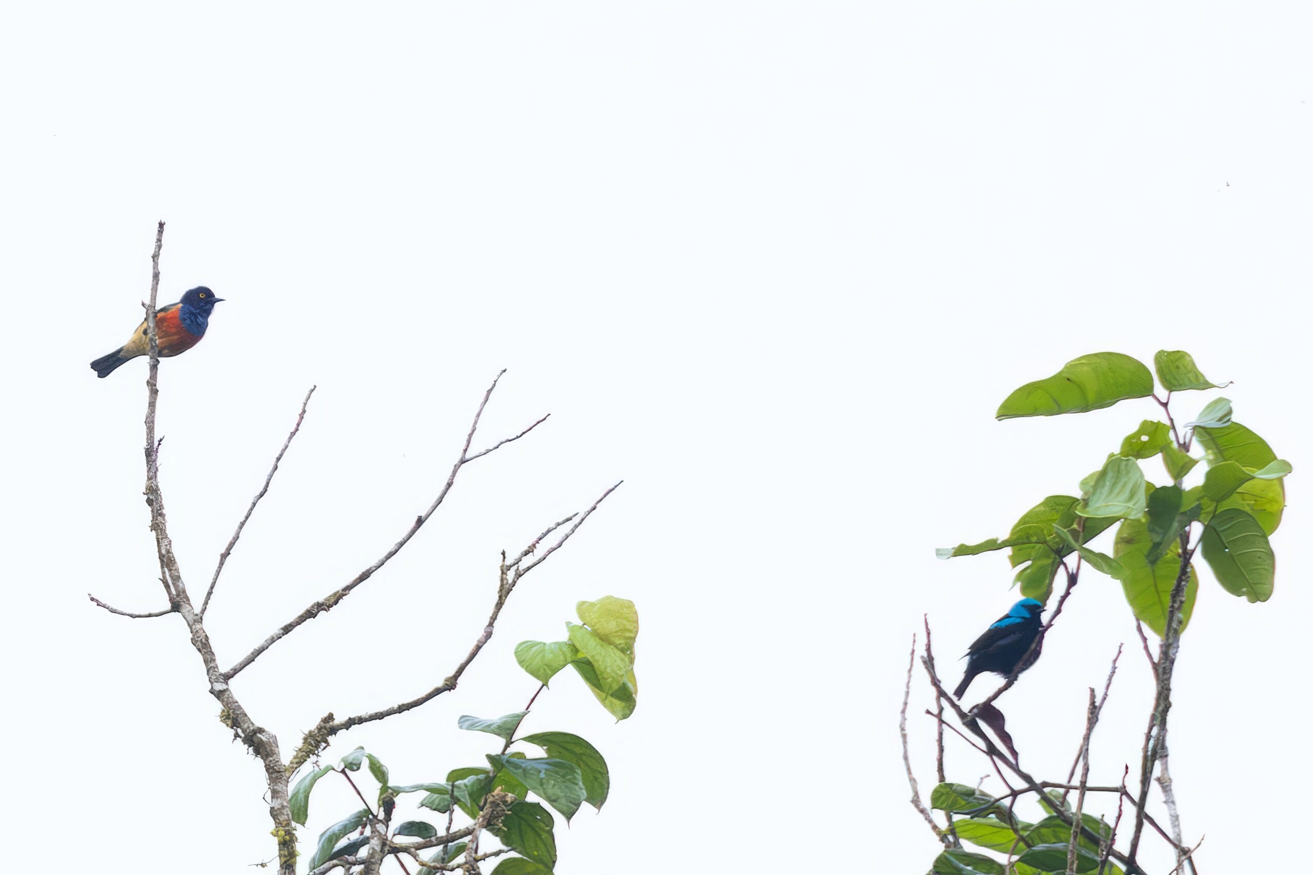 Scarlet-breasted Dacnis & male Scarlet-thighed Dacnis (image by Daniel Branch)