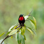 Scarlet-chested Sunbird (image by Mark Van Beirs)