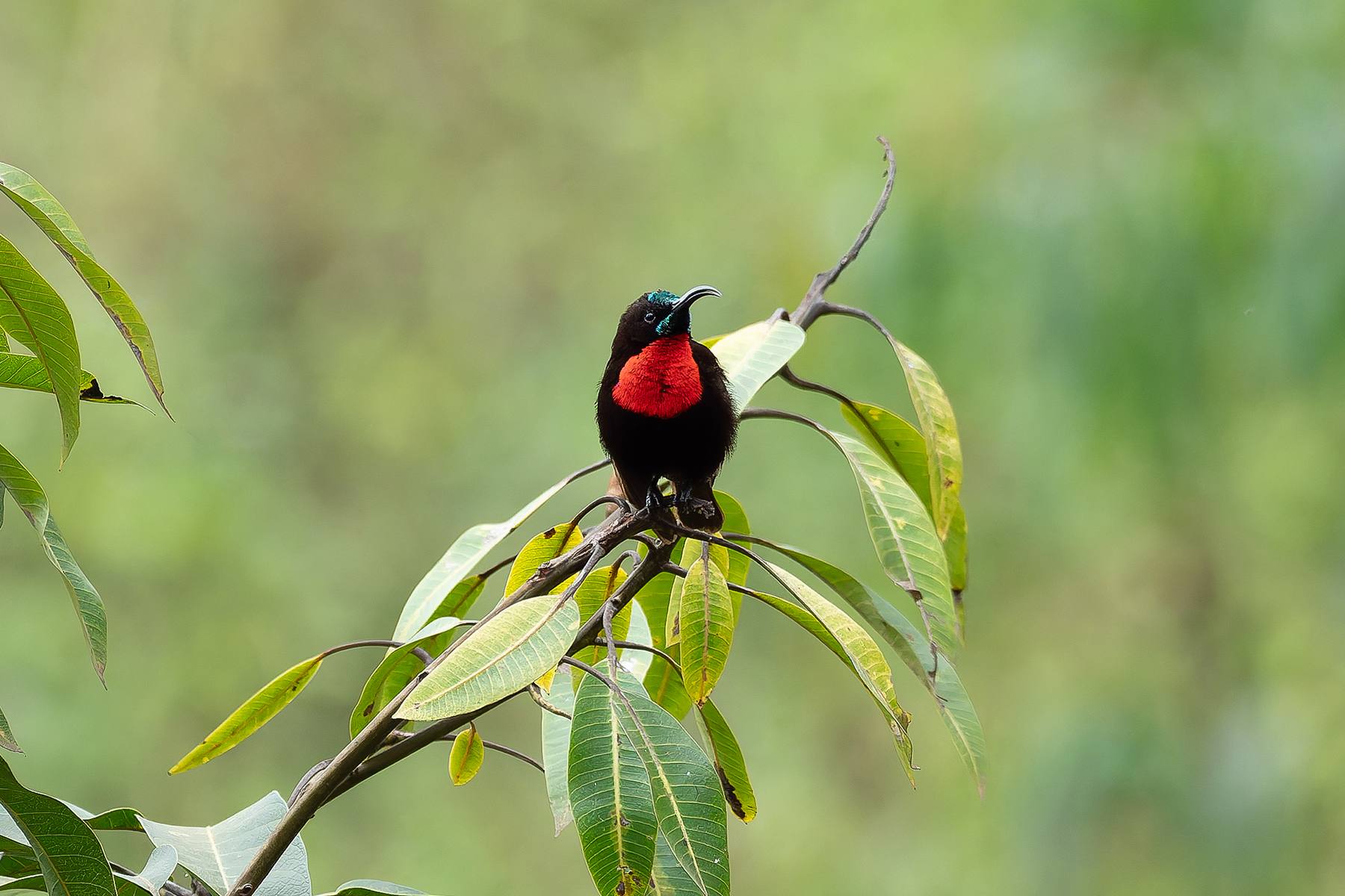 Scarlet-chested Sunbird (image by Mark Van Beirs)