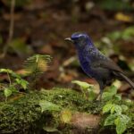 Shiny Whistling Thrush (image by Craig Robson)