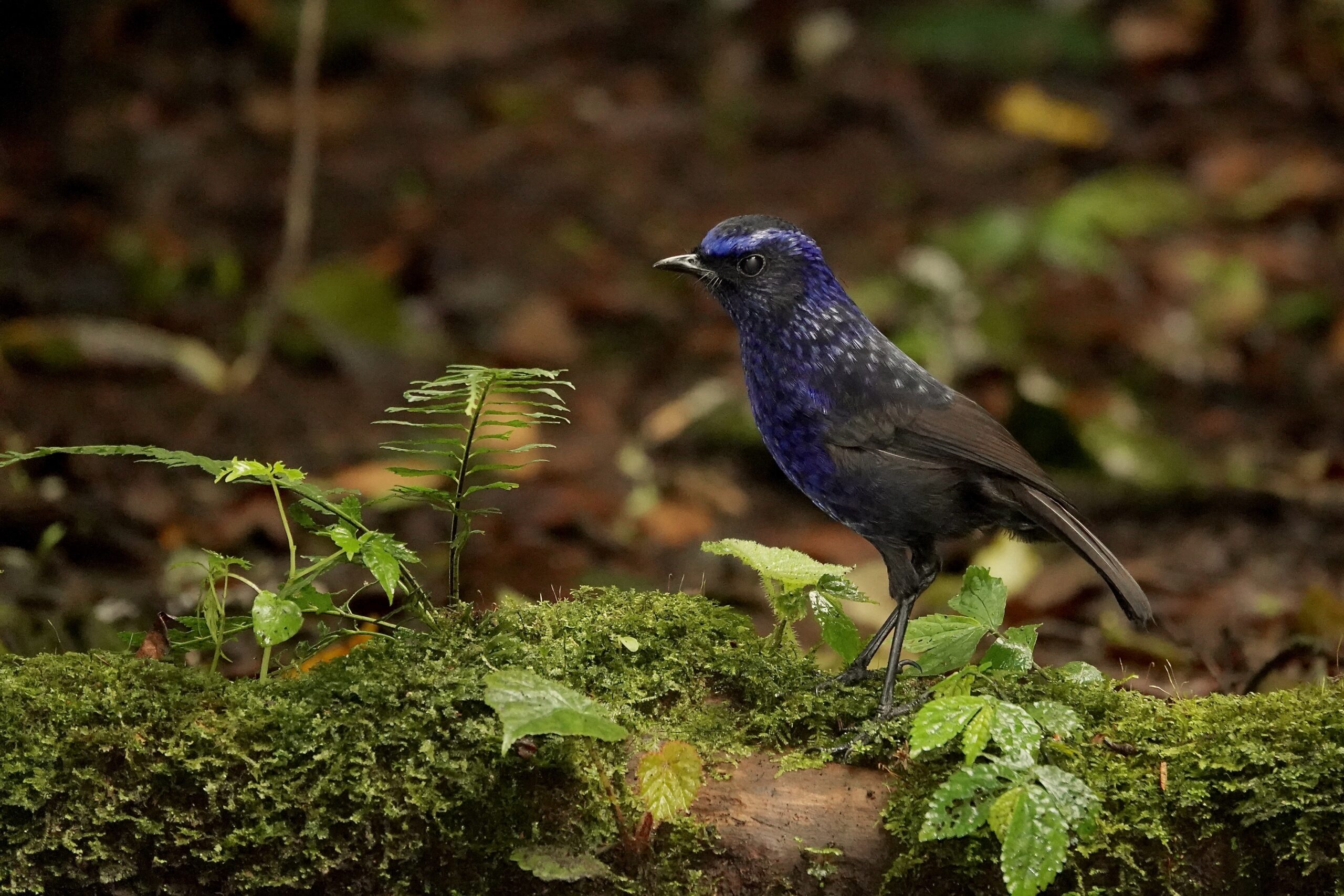 Shiny Whistling Thrush (image by Craig Robson)