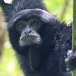 Siamang (image by János Oláh)