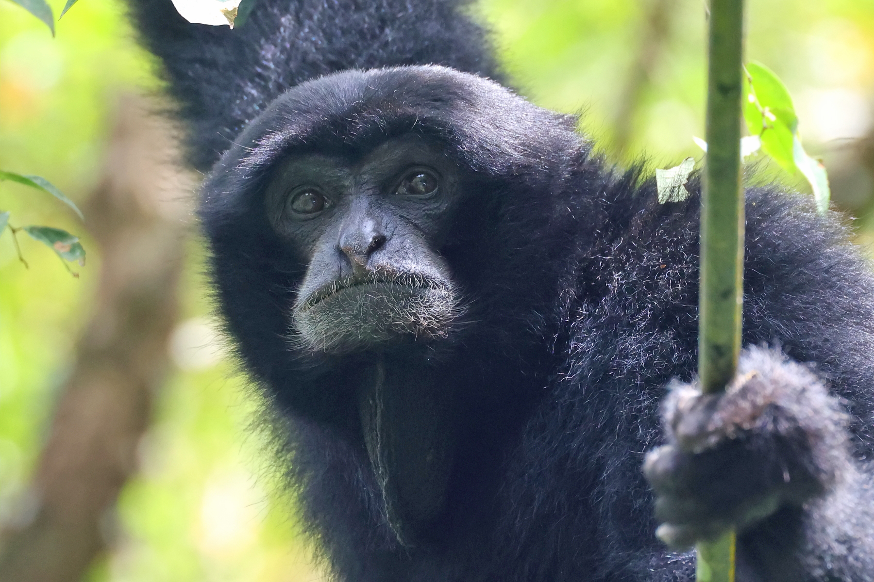 Siamang (image by János Oláh)